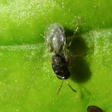 Caenacis inflexa-1