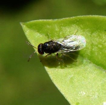 Caenacis inflexa-3