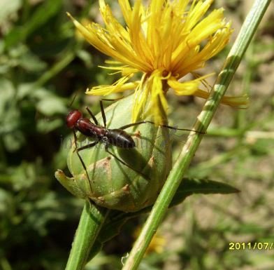 Formica sp-1