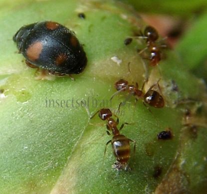 Formicidae-1