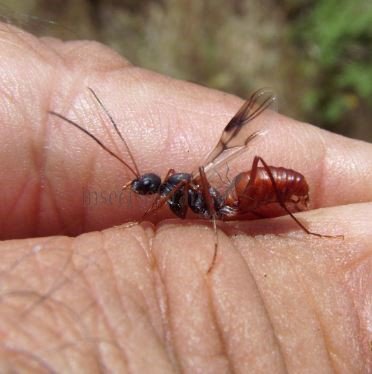 Formicidae-2