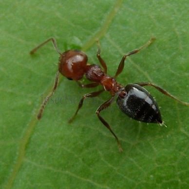 Camponotus lateralis