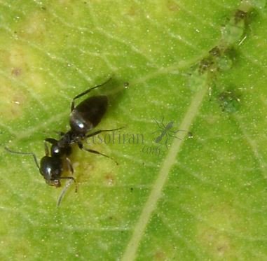 Camponotus piceus