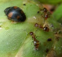 Formicidae-1