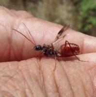 Formicidae-2