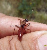 Formicidae-4