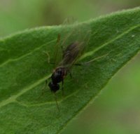 Formicidae-7