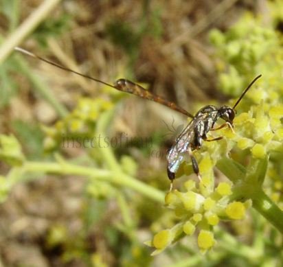 Gasteruptiidae-1