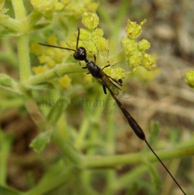 Gasteruptiidae-2