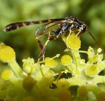 Gasteruptiidae-3