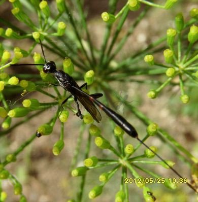 Gasteruptiidae-4