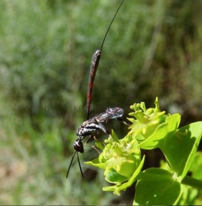 Gasteruptiidae-5