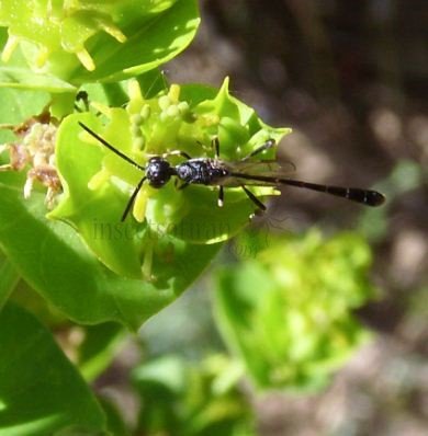 Gasteruptiidae-6