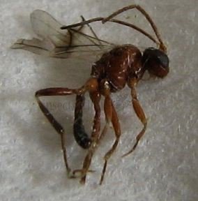 Gasteruption assectator