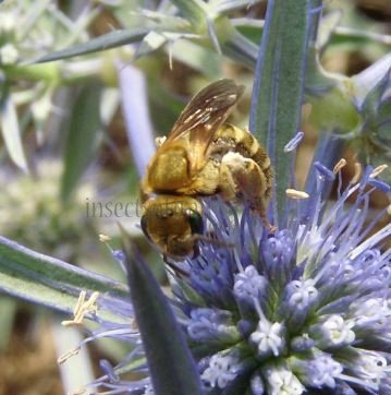 Halictus  Seladonia-2