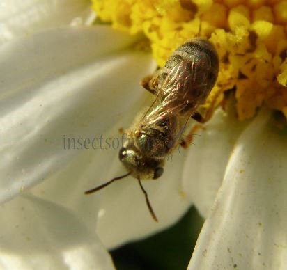 Halictus subauratus-9