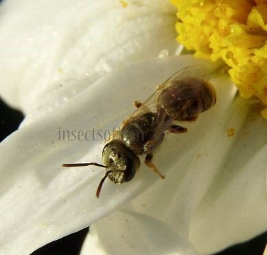 Halictus subauratus-10