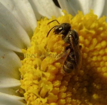 Halictus subauratus-11