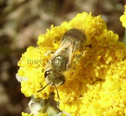 Halictus subauratus-12