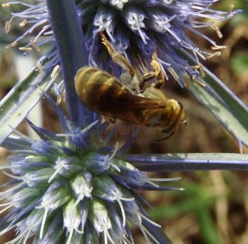 Halictus  Seladonia-3
