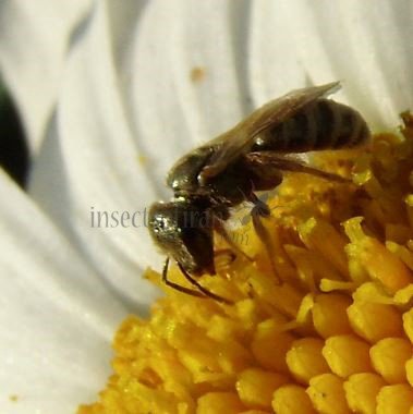 Halictus subauratus-13