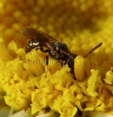 Lasioglossum calceatum -8