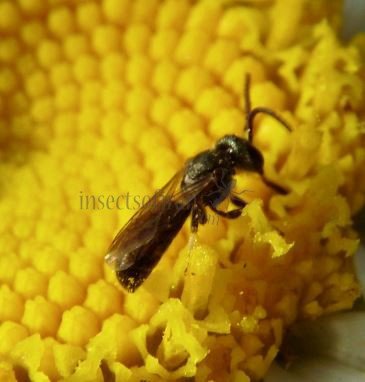 Lasioglossum calceatum -9