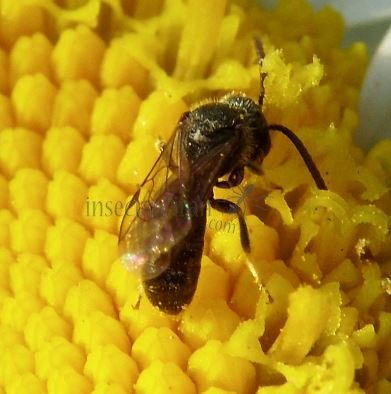 Lasioglossum calceatum -10
