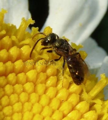 Lasioglossum calceatum -11