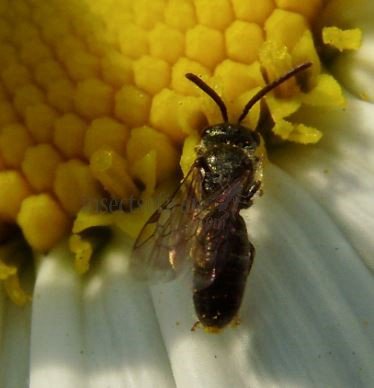 Lasioglossum calceatum -13
