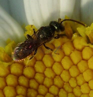 Lasioglossum calceatum -14