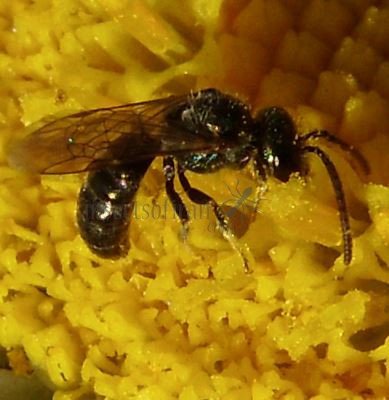Lasioglossum calceatum -15
