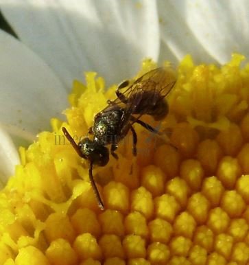 Lasioglossum calceatum -16