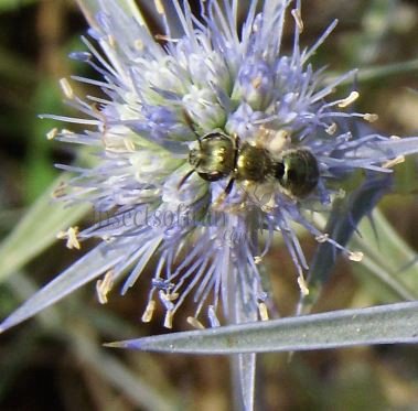 Lasioglossum leucopus-1