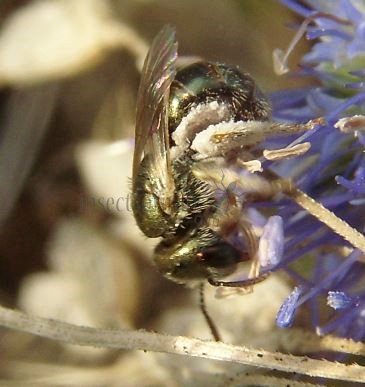 Lasioglossum leucopus-3