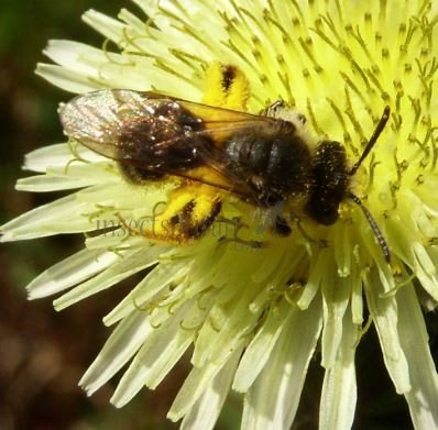 Lasioglossum leucozonium-8