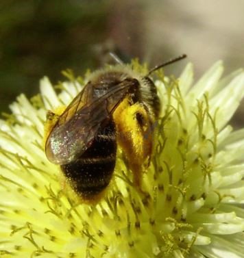 Lasioglossum leucozonium-9