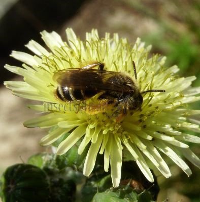 Lasioglossum leucozonium-10