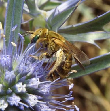 Halictus  Seladonia-5