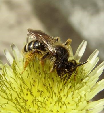Lasioglossum leucozonium-11