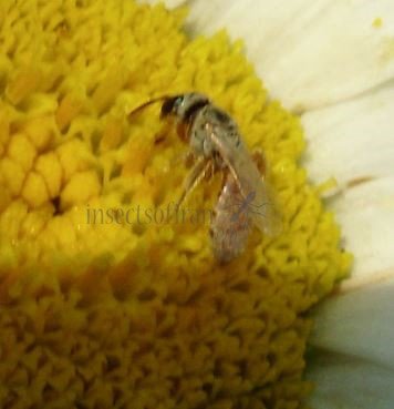 Lasioglossum nymphale