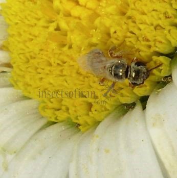 Lasioglossum nymphale-2