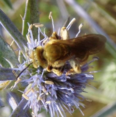 Halictus  Seladonia-6