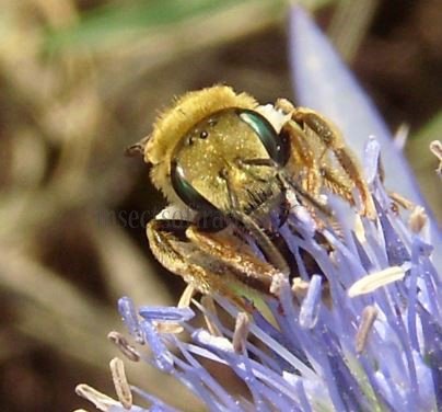 Halictus  Seladonia-7