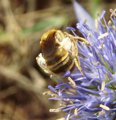 Halictus  Seladonia-8
