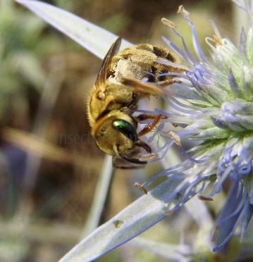 Halictus  Seladonia-9