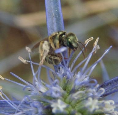 Halictus  sp