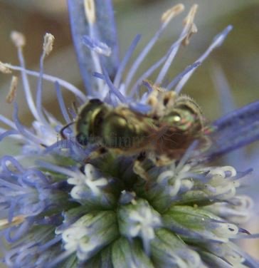 Halictus  sp