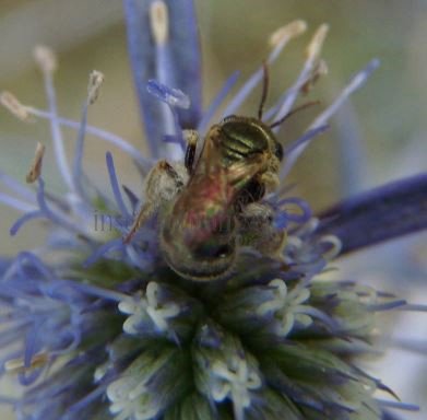 Halictus  sp