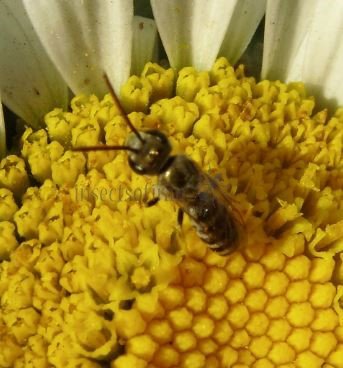 Halictus confusus 